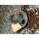 GARDENIA Caffè GRIGIO 65ML
