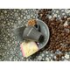 GARDENIA Caffè GRIGIO 65ML